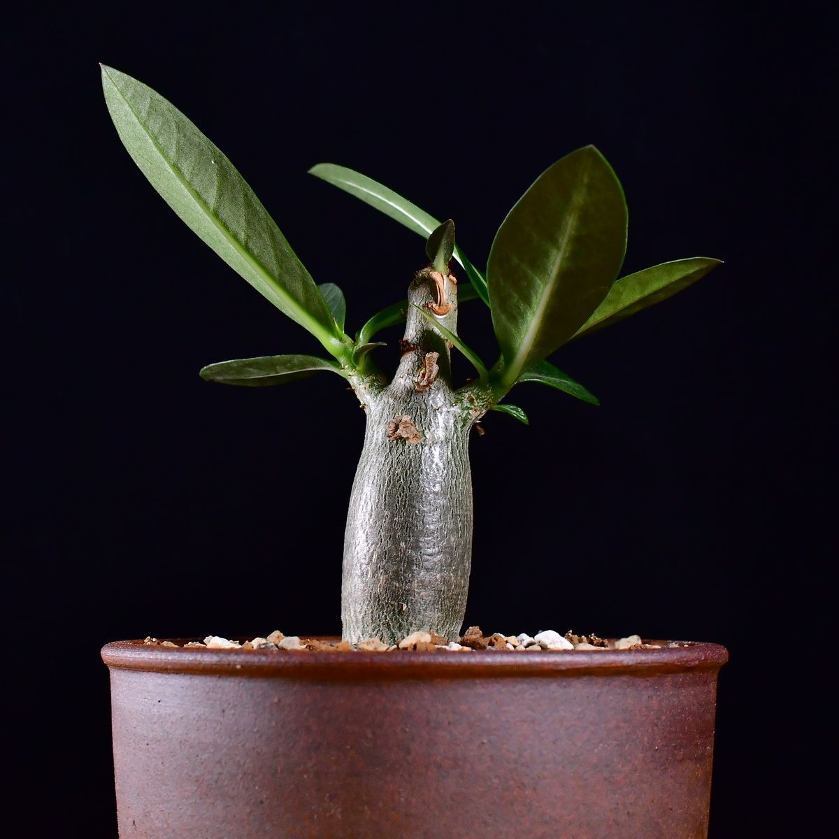 3U3 実生 アデニウム・アラビカム エイリアン Adenium arabicum Alien
