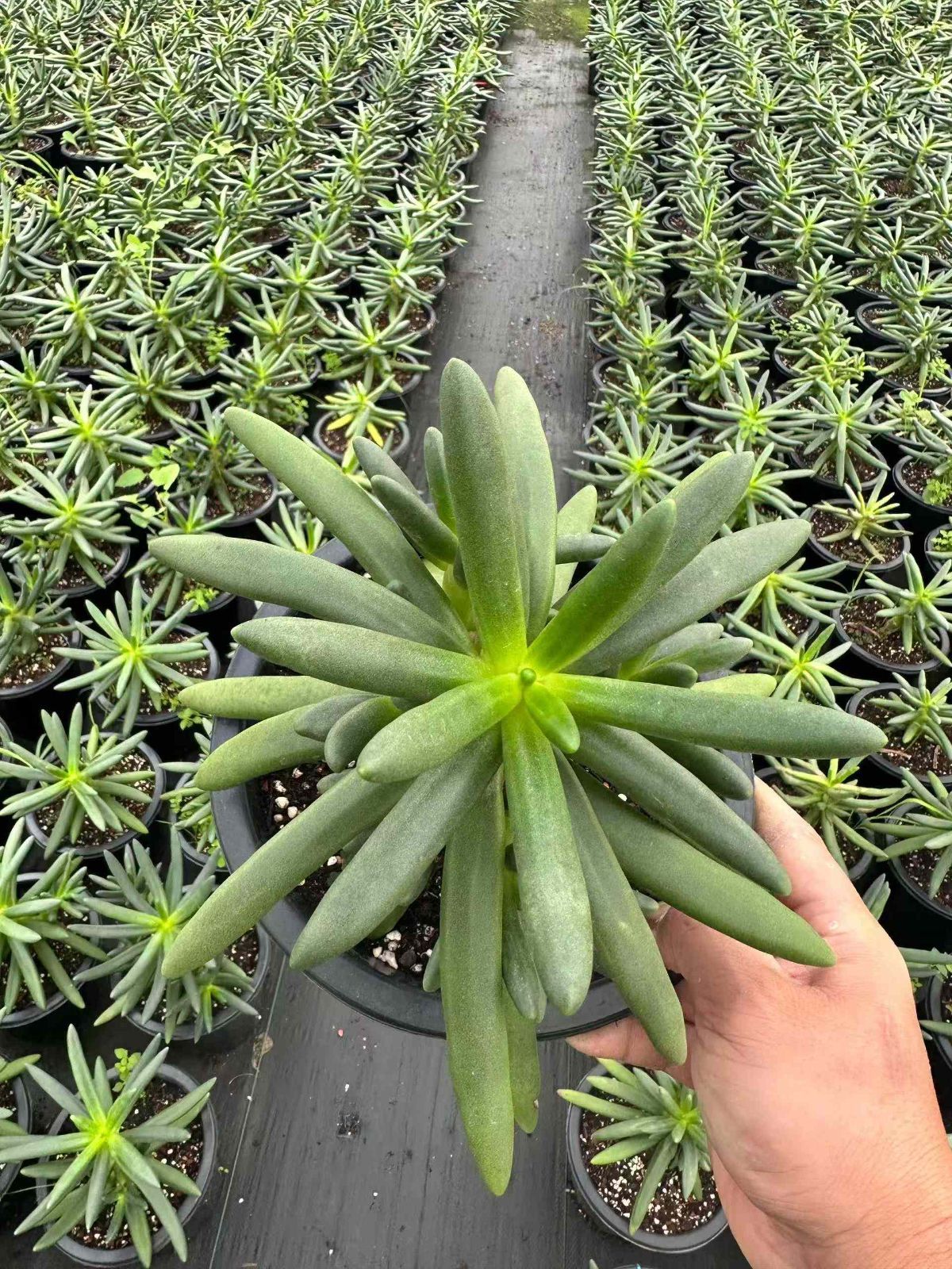 ZAN17×6 ヤシノキ 抜き苗 多肉植物 アエオニウム エケベリア 韓国苗