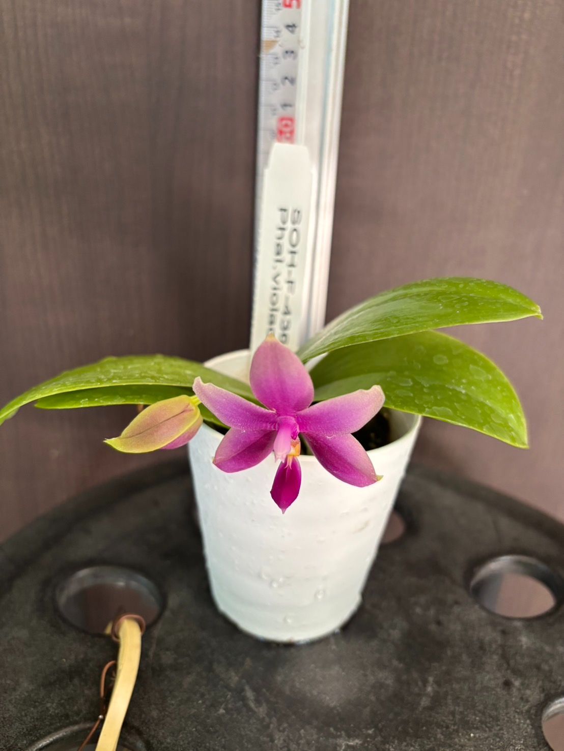 洋蘭 Phal. violacea 開花・つぼみ付 SOH-F-436 ファレノプシス