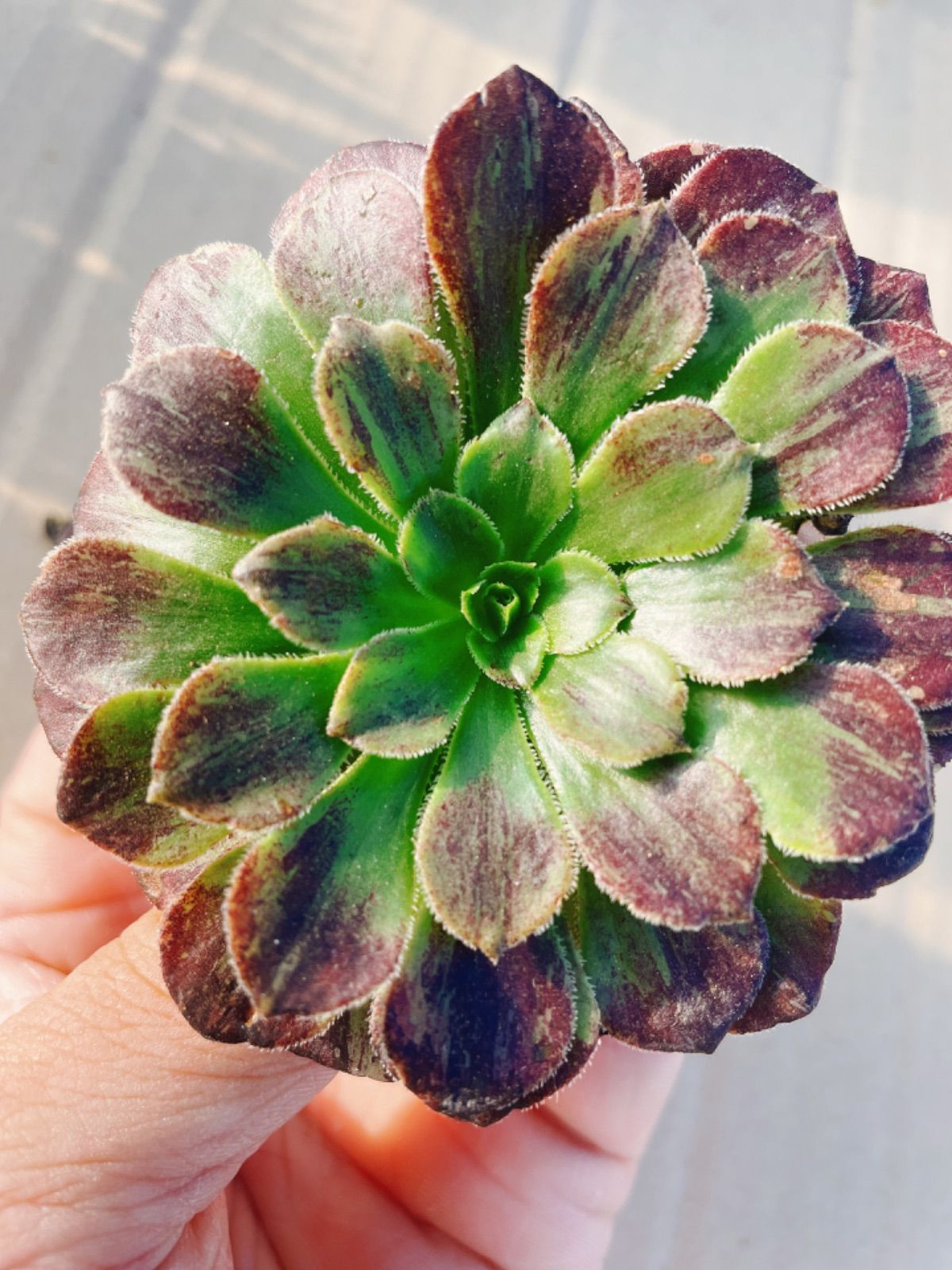 アエオニウム モランディ親株 希少品種 モランディ アエオニウム 多肉植物 カット苗 - メルカリ