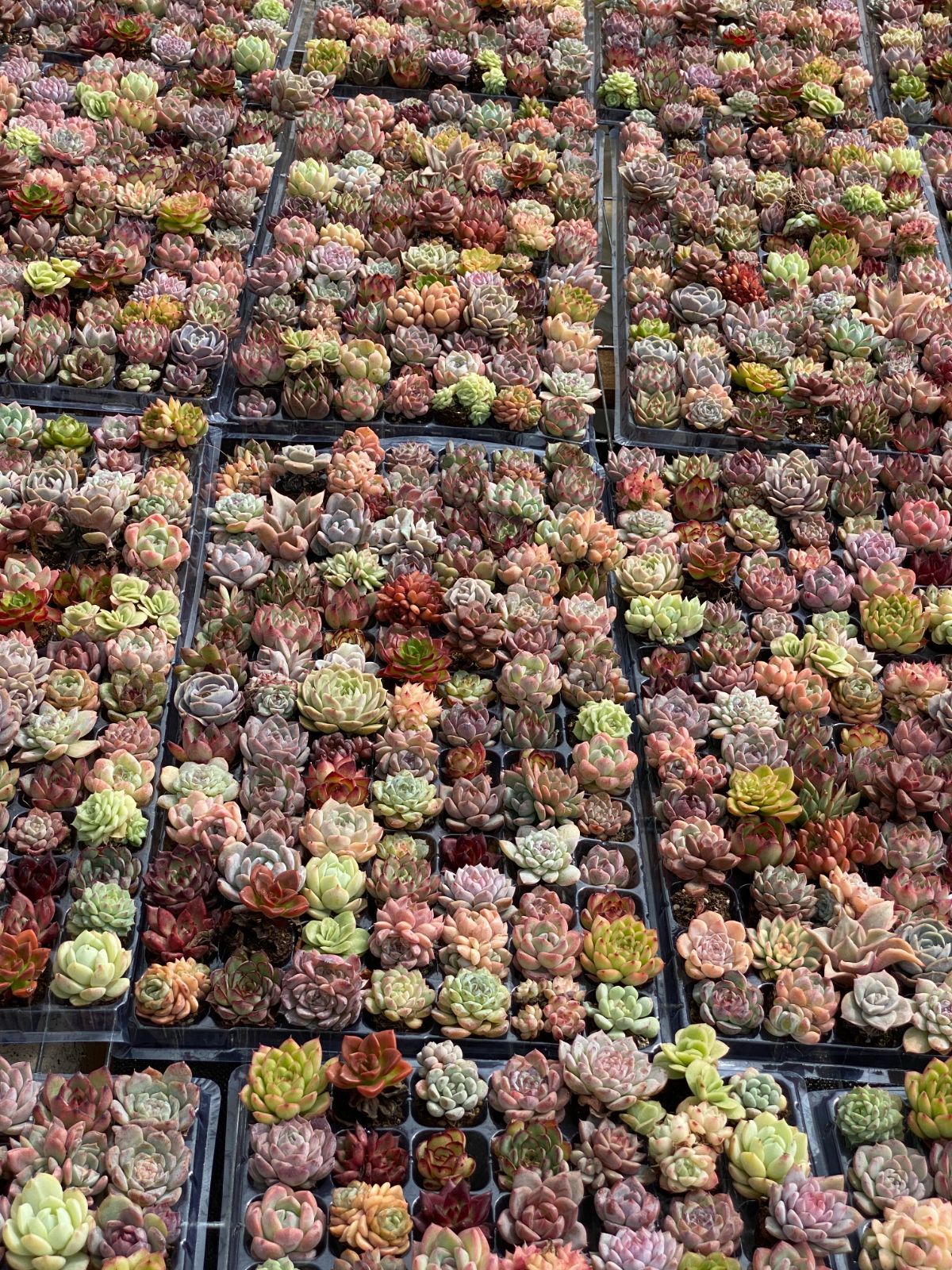 新入荷 多種類セット