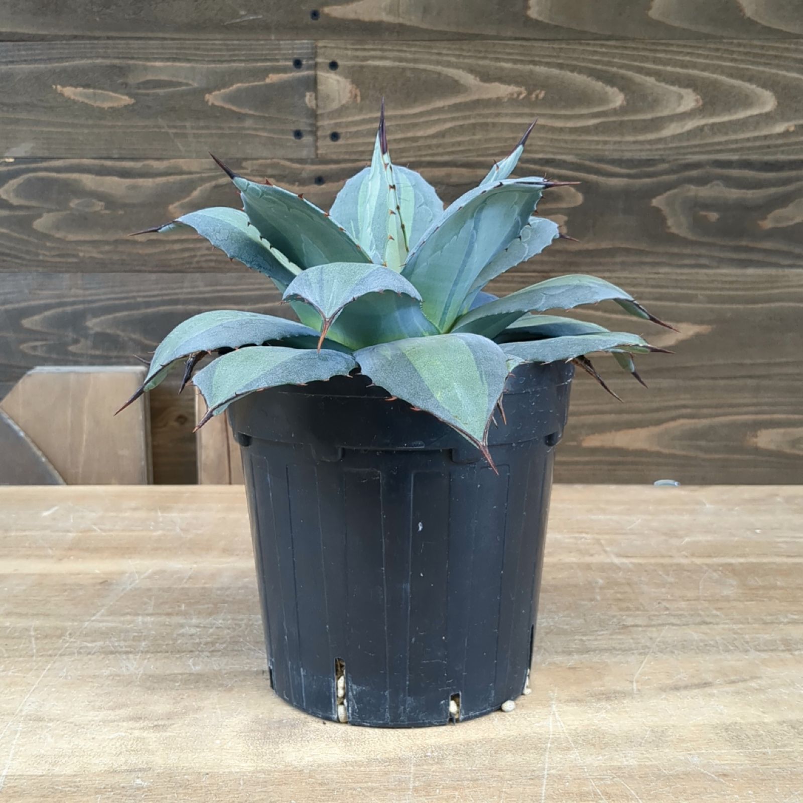 アガベ パリー 【 吉祥天錦 】早いもの勝ち 鉢のまま発送 - メルカリ