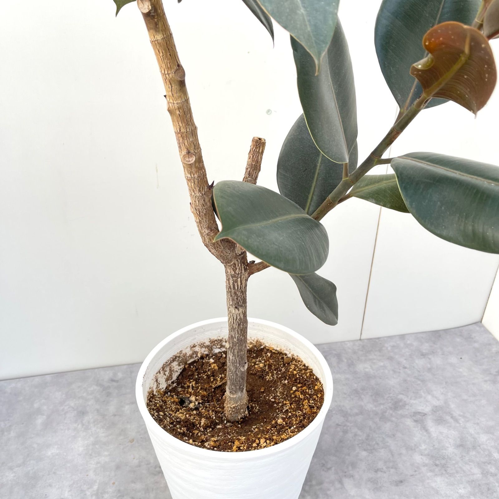 フィカス バーガンディ 11【現品】観葉植物 室内 大型 - メルカリ