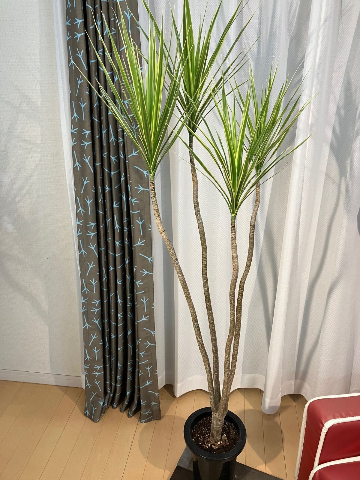 コンシンネ ホワイトボリー A25 株立樹形 観葉植物 人気 インテリア