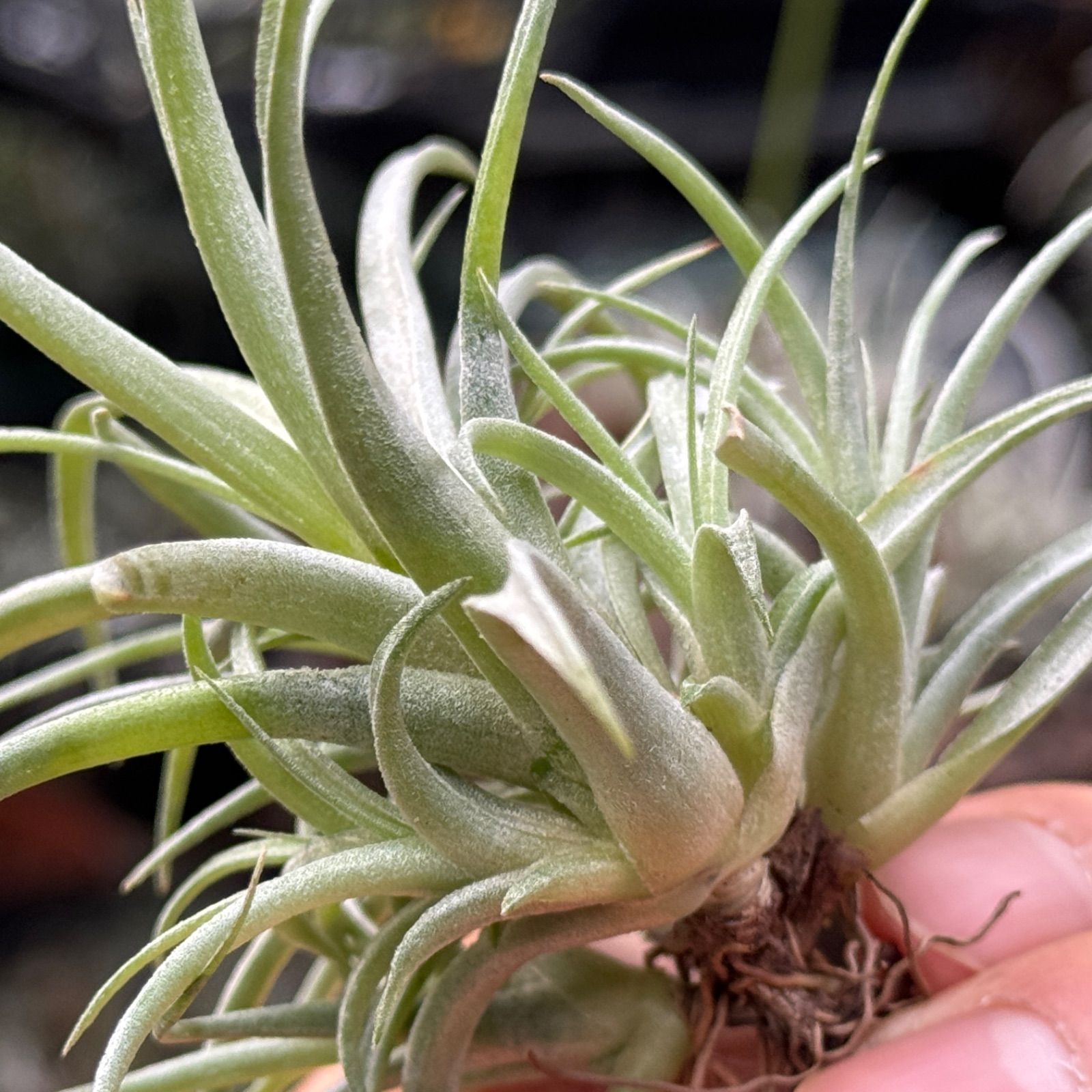 クランプ大＊ チランジア キセログラフィカ × ブラキカウロス