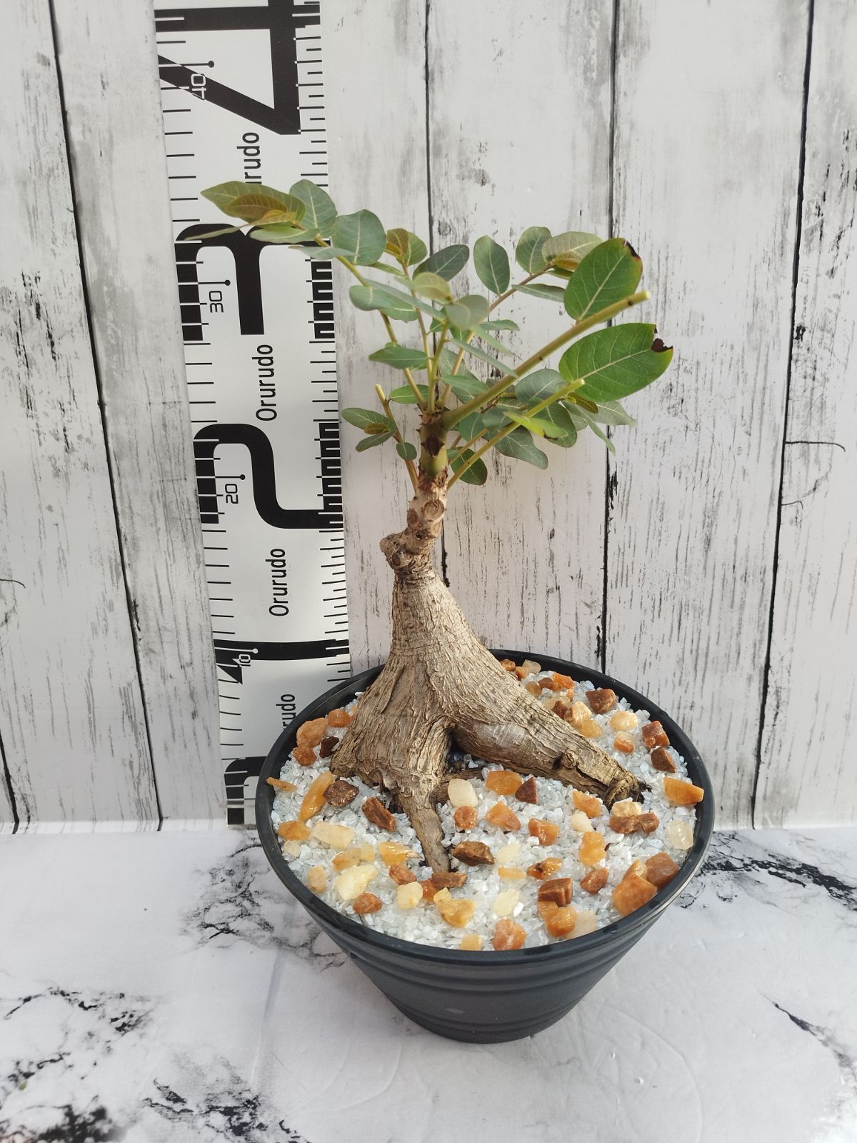 東南アジアの珍しい塊根植物 フィランサス・ミラビリス 塊根植物】フィランサス・ミラビリス Phyllanthus mirabilis