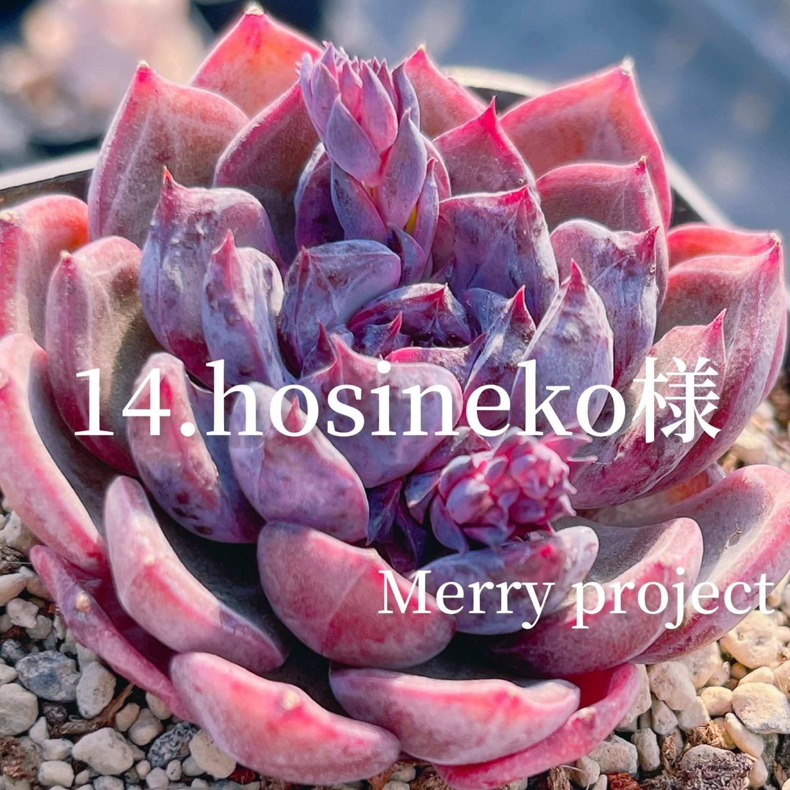 14.hosineko様 - Merry project - メルカリ