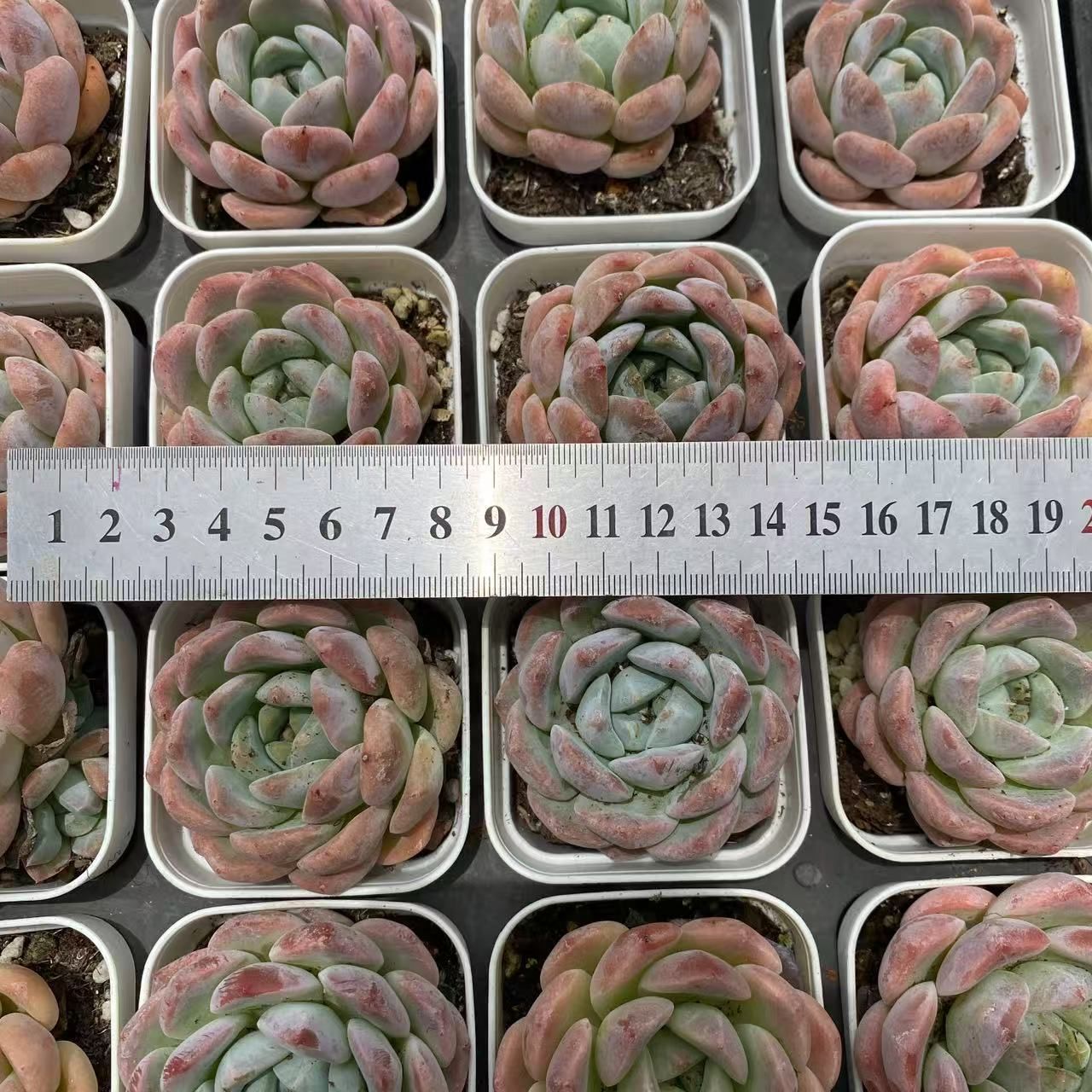 多肉植物 12品種?抜き苗セット 多肉植物 12品種♡抜き苗セット(速達