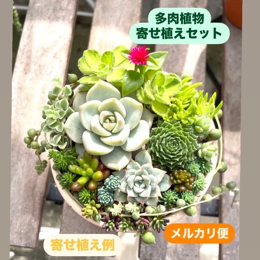 専用出品☆100苗セット　カット苗詰め合わせ　多肉植物　寄せ植えセット 楽天市場】多肉植物 エケベリアカット苗 選べる名札付きセット
