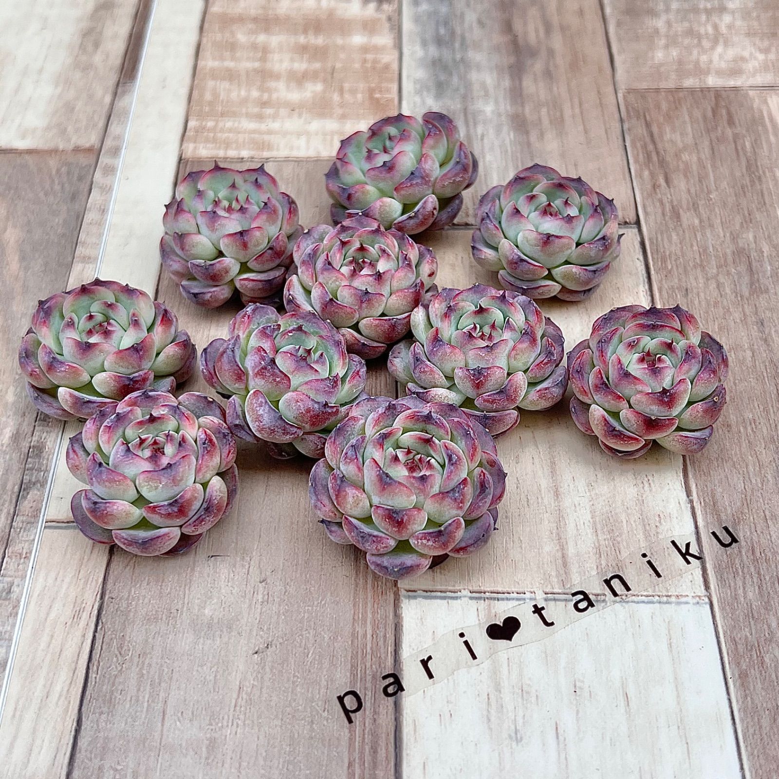 多肉植物 マルセル 韓国苗 - メルカリ