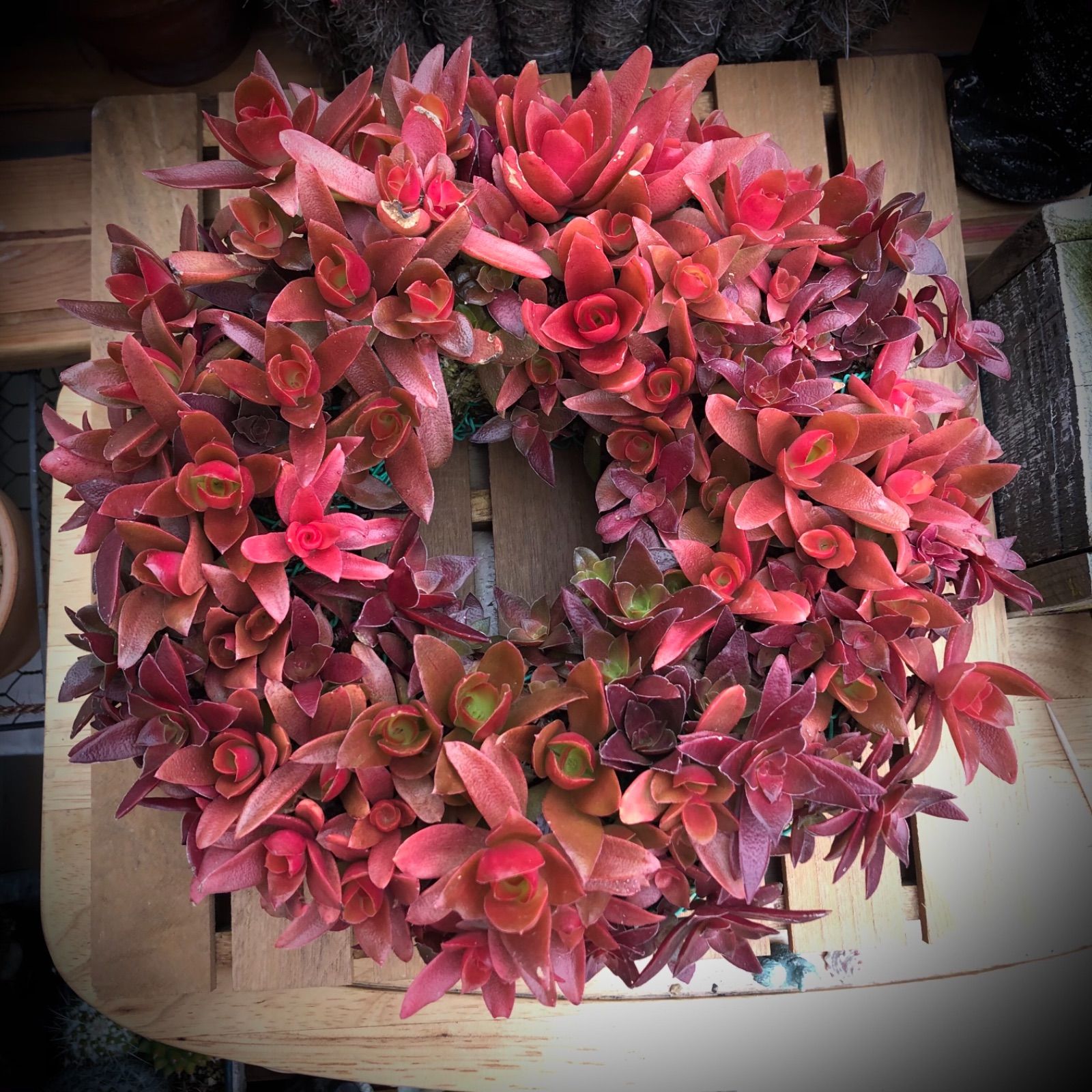 火祭りカット苗 寄せ植え 多肉植物 - メルカリ