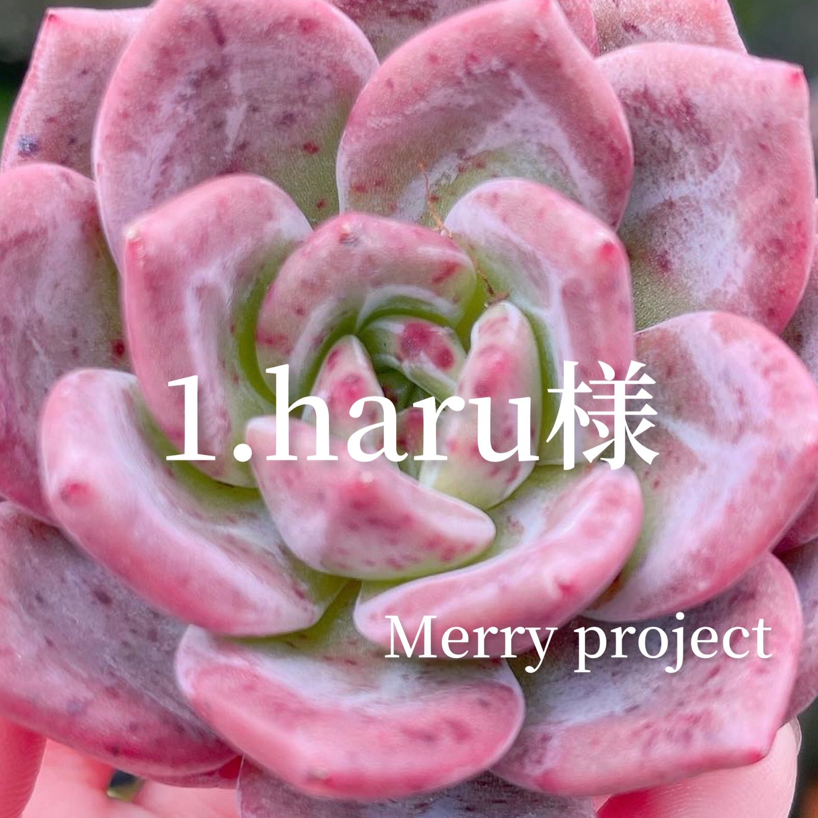 1.haru様 - Merry project - メルカリ