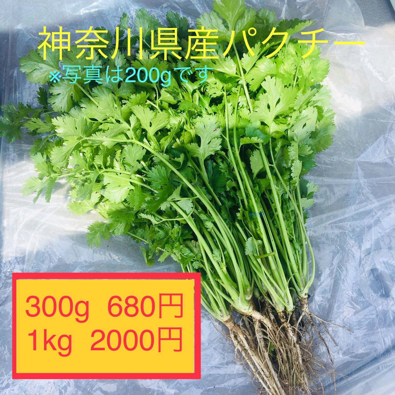 ハヤトウリ種4個とセロリ種 - 野菜