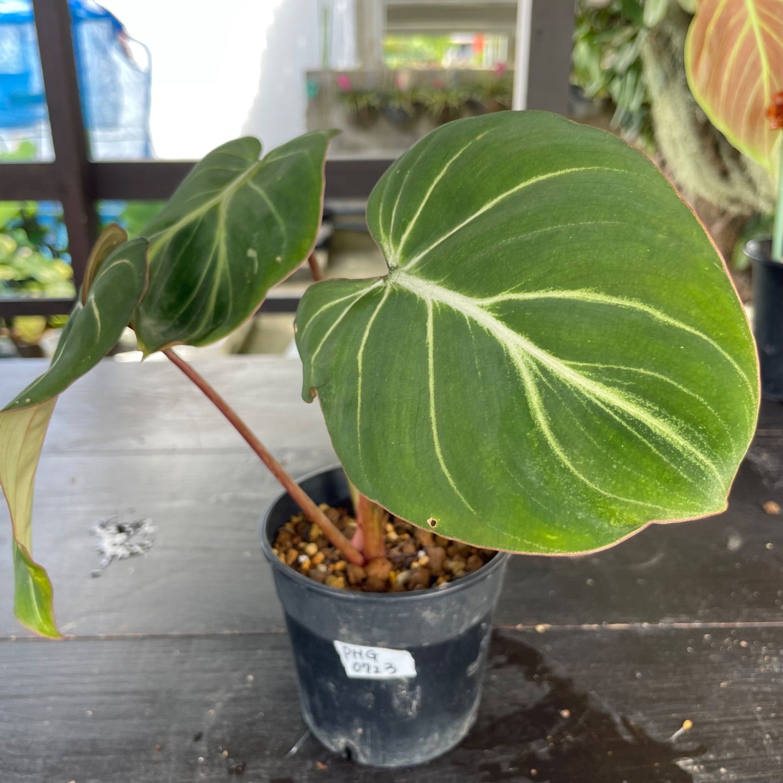 葉脈美】 フィロデンドロン グロリオーサム Philodendron