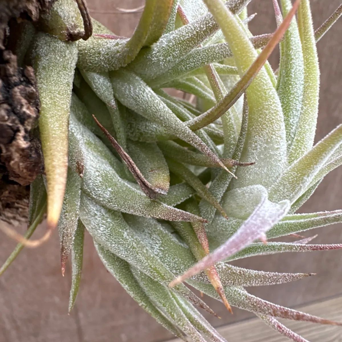 チランジア イオナンタ バンハイニンギー Tillandsia ionantha var.vanhyningii ティランジア エアプランツ  エアープランツ 現品 観葉植物 観葉 植物 珍奇植物 珍奇 珍しい レア 希少 ハンギング 吊るす 吊り下げ - メルカリ