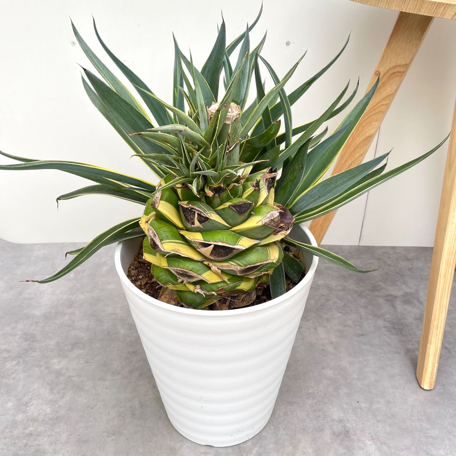 アガベ　シャウィ×ポタトラム　シャウポタ　 コロナデルディアブロ　ハイブリッド アガベ シャウィ×ポタトラム シャウポタ コロナデルディアブロ