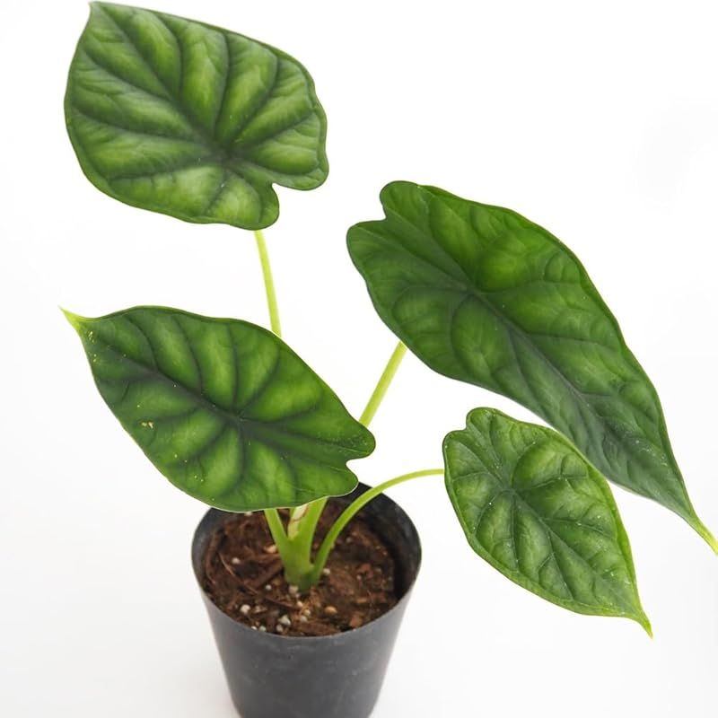 ＩＴＡＮＳＥ アロカシア ドラゴンスケール 3号 2個セット 観葉植物 学名 Alocasia baginda Dragon Scale タイプ サトイモ科 非耐寒性多年草 東南アジア原産 ドラゴンの鱗を思わせる立体的な葉脈 光沢のある深緑色の葉