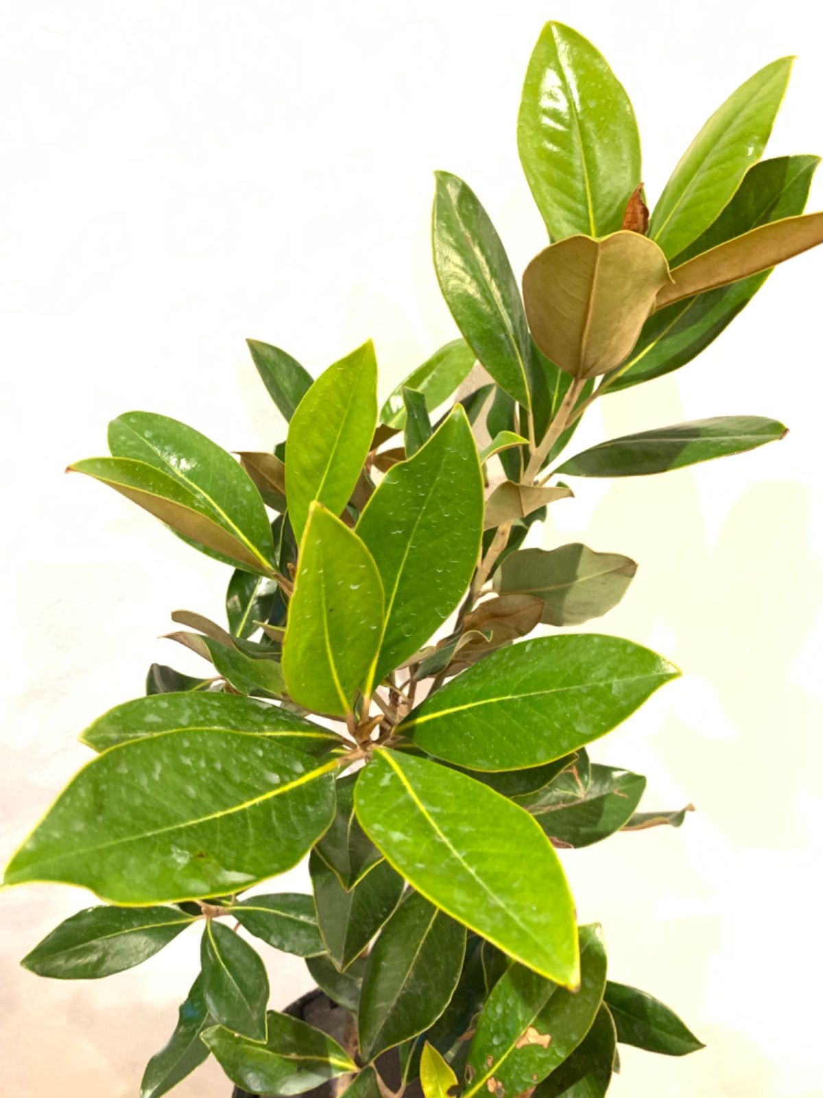 タイサンボク リトルジェム 泰山木 ⑤ 大苗・苗木 ☆接木 ドライ