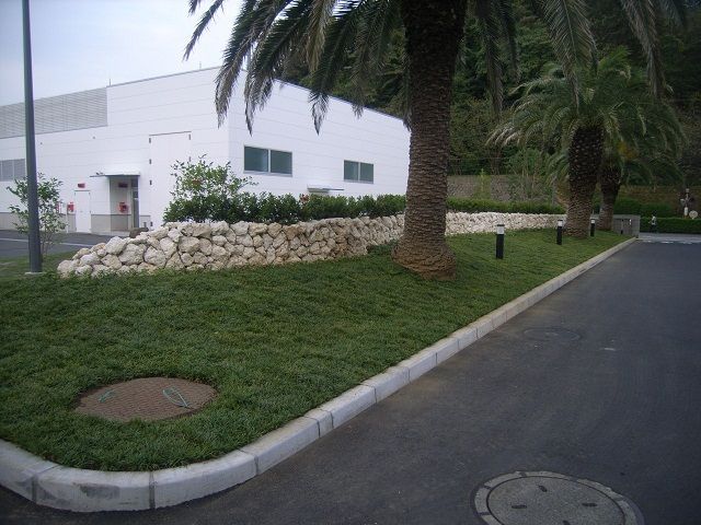 玉竜 たまりゅう