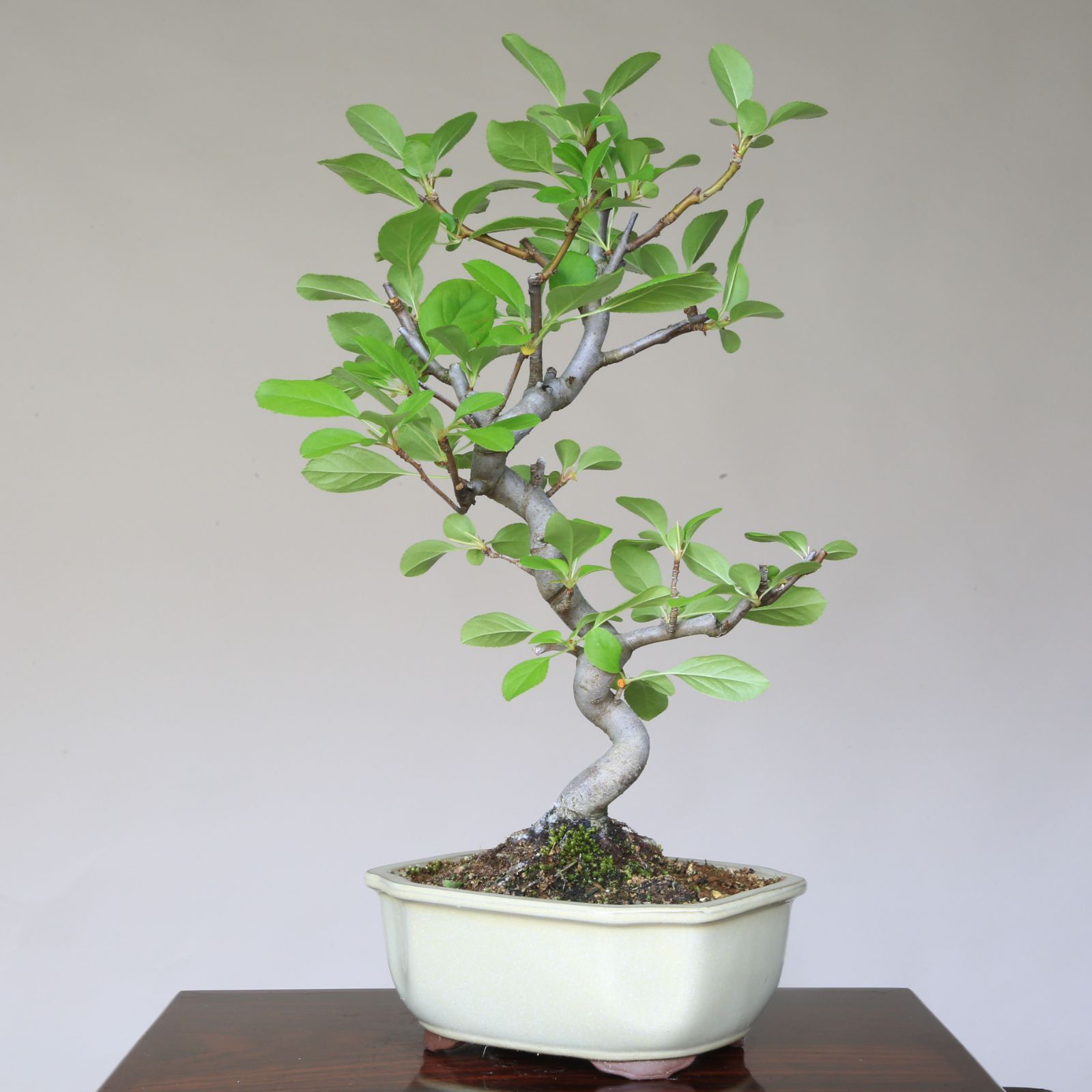 檸*堂様 アデク　小品盆栽　妖怪みたい m29992096472_1.jpg?1754958463