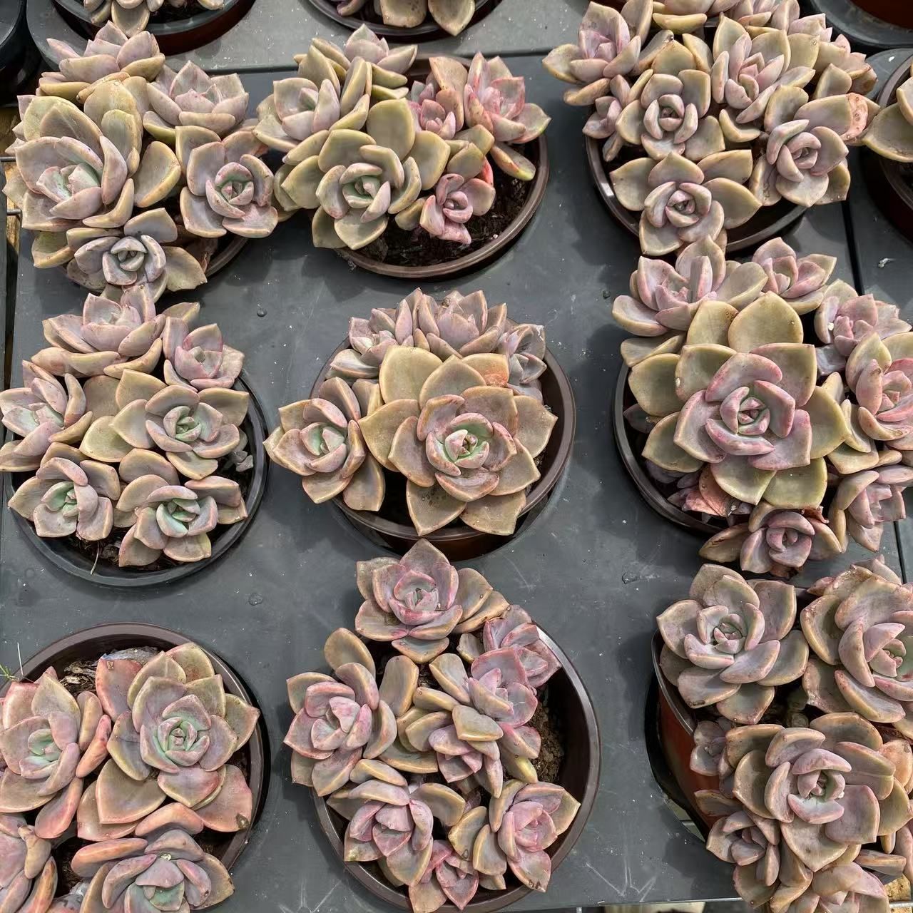 多*ん様 K1167　キャンデー　52株　多肉植物 抜き苗 エケベリア 韓国苗 6035_1.jpg