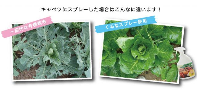 ～天然由来植物保護液 虫