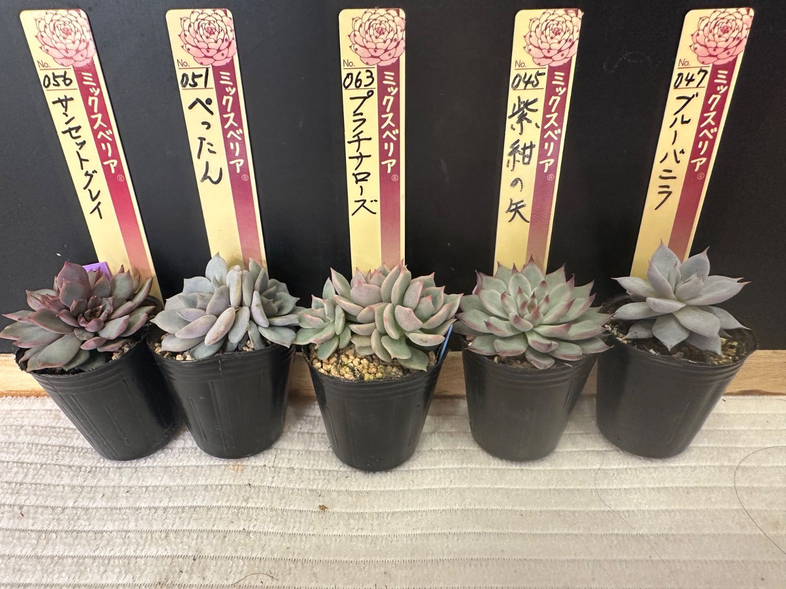 札付き】ミックスベリアセット おらいさん苗 札付き】ミックスベリア