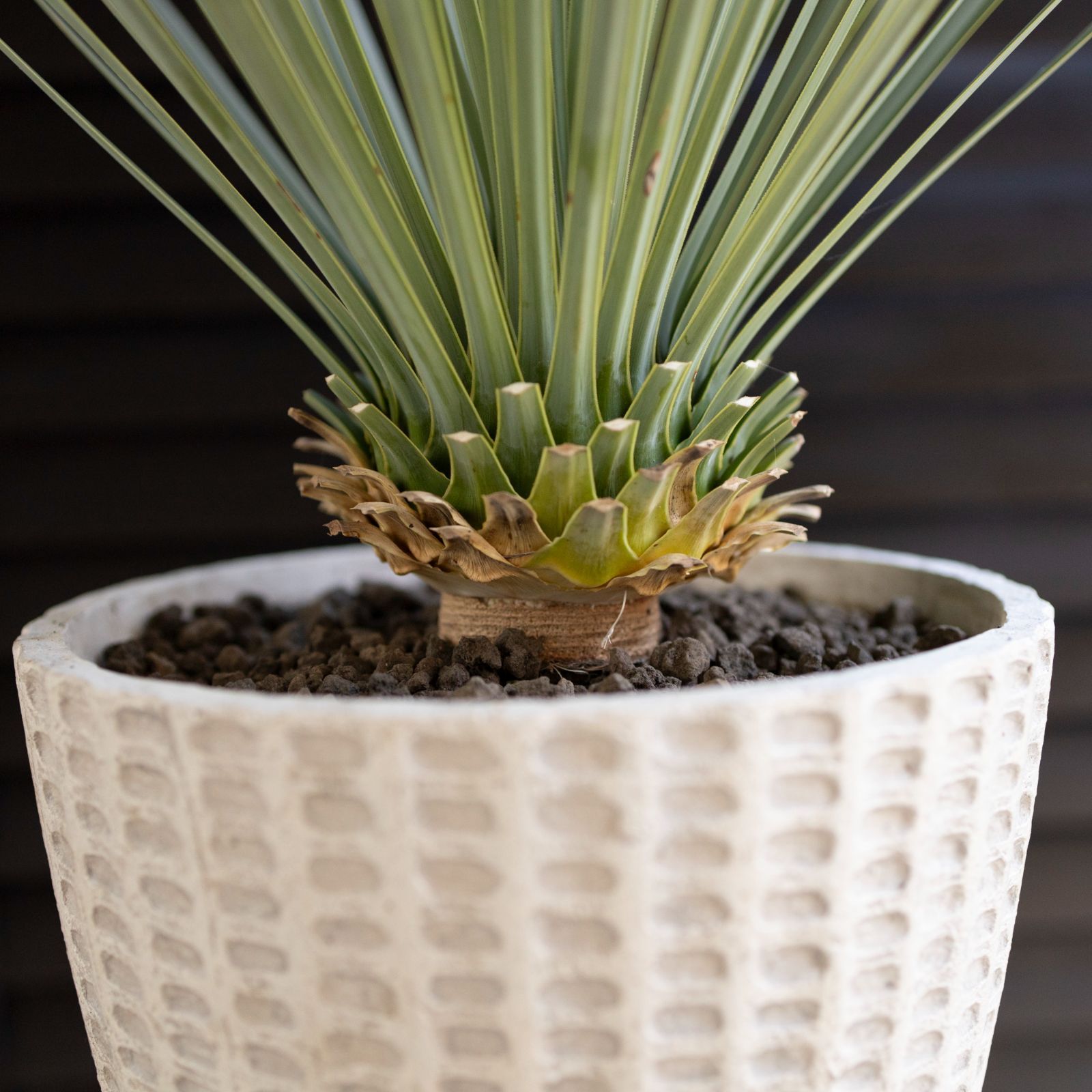 ユッカロストラータ 約:60cm【Yucca rostrata 株立ち】44 ユッカ