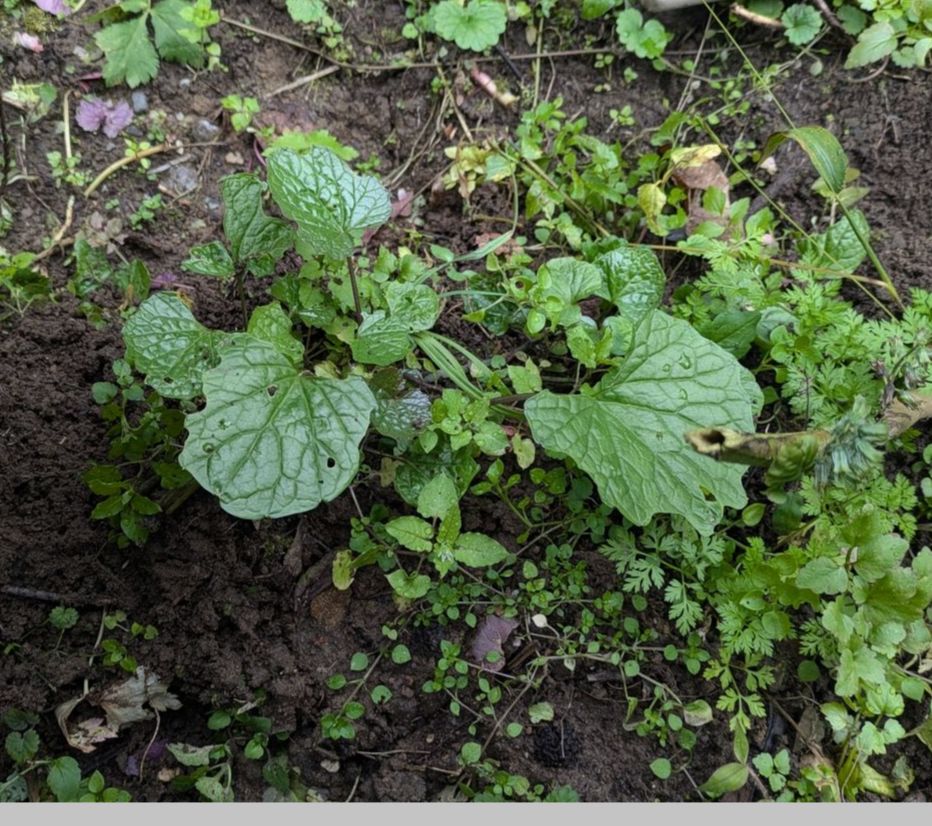 期間数量限定品 長野県産「本わさび苗6本」黒ポット入り - メルカリ