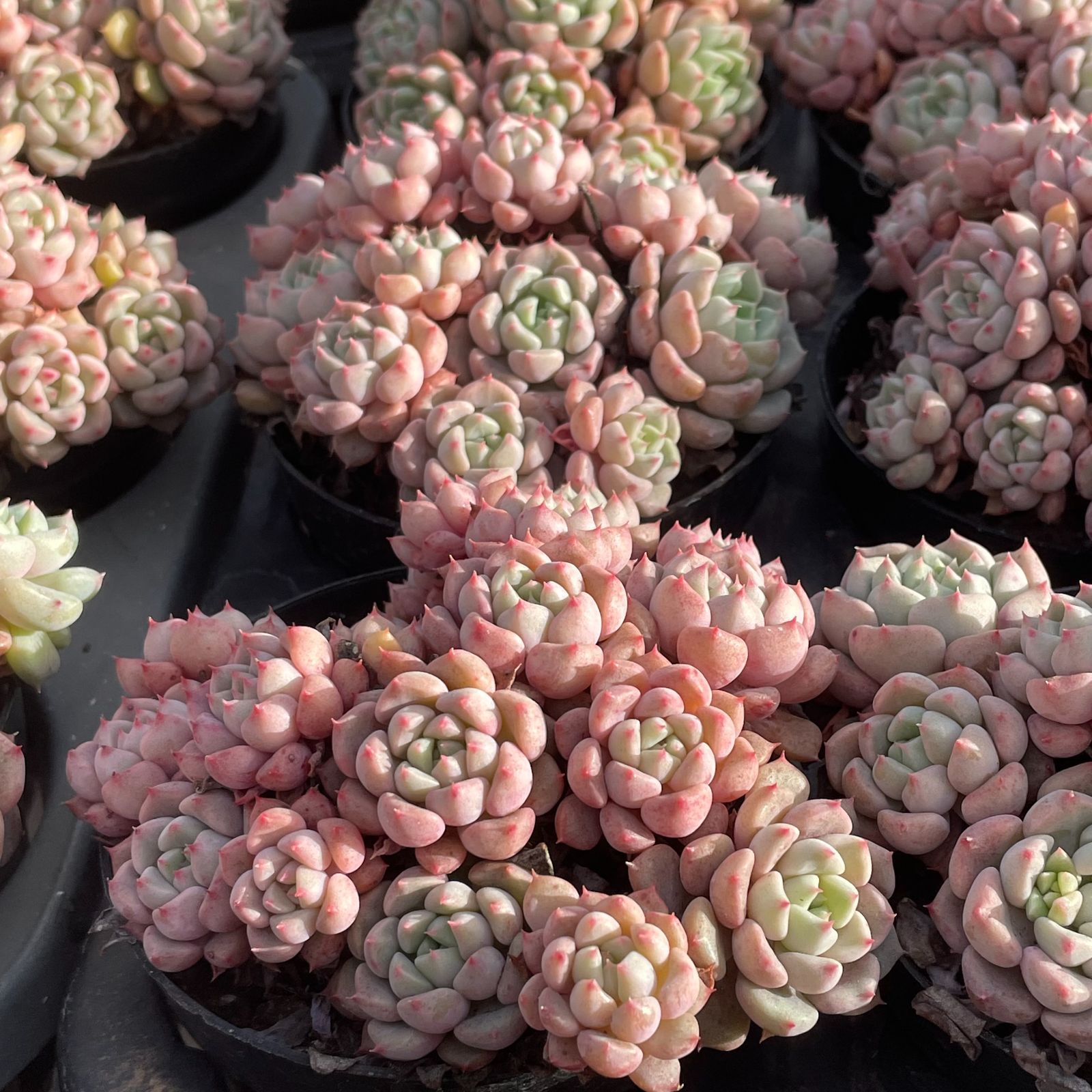 ぴ*け様 B1688-5　キュートバブル　20株　抜き苗　多肉植物 エケベリア ぴ*け様 B1688-5 キュートバブル 20株 抜き苗 多肉植物 エケベリア