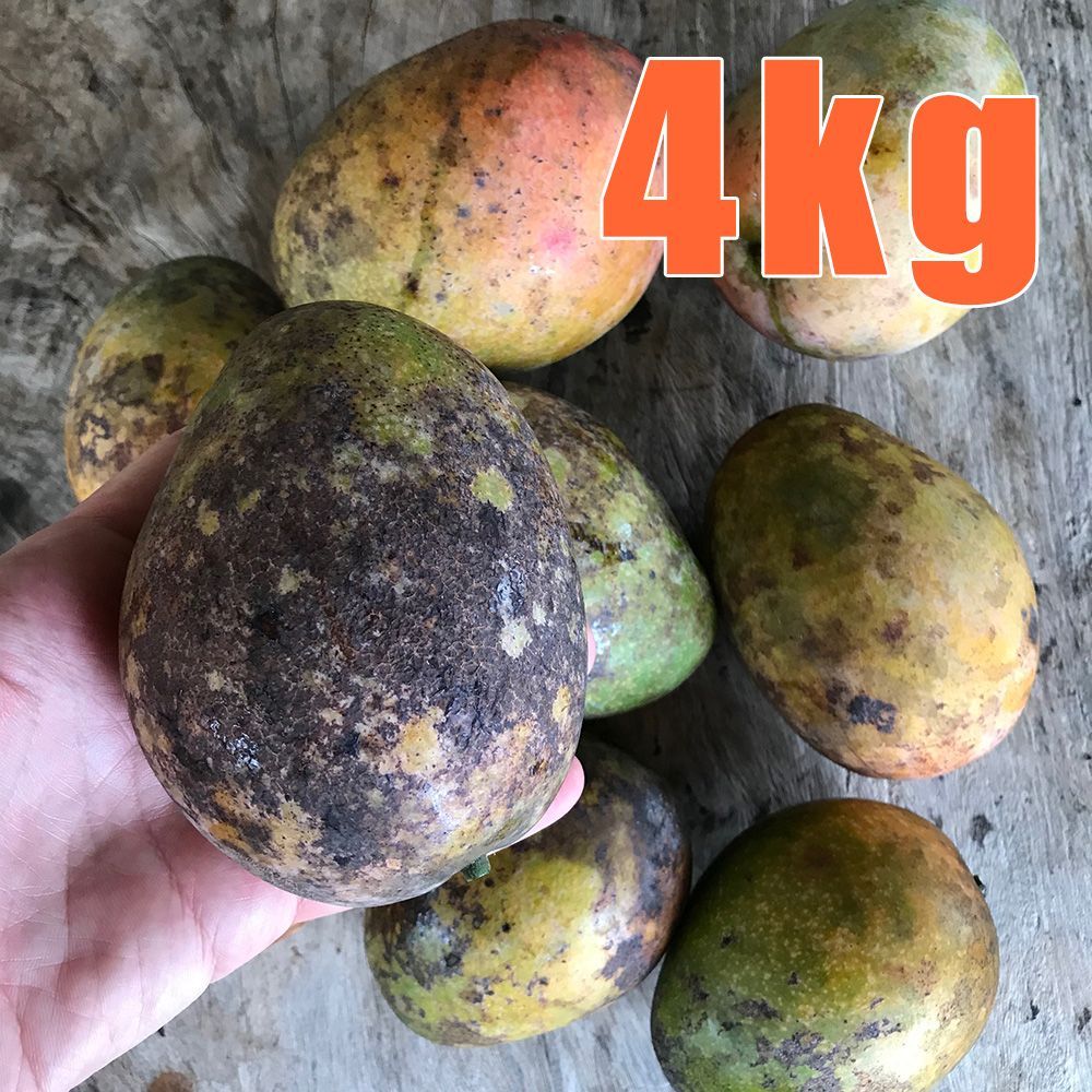 無農薬　沖縄県産マンゴー　4kg