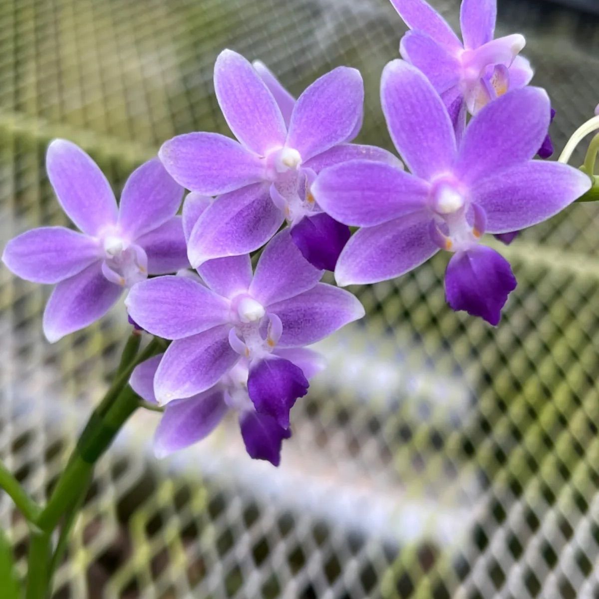 洋蘭 ミックスアソート 胡蝶蘭 パフィオペディルム 【公式通販】