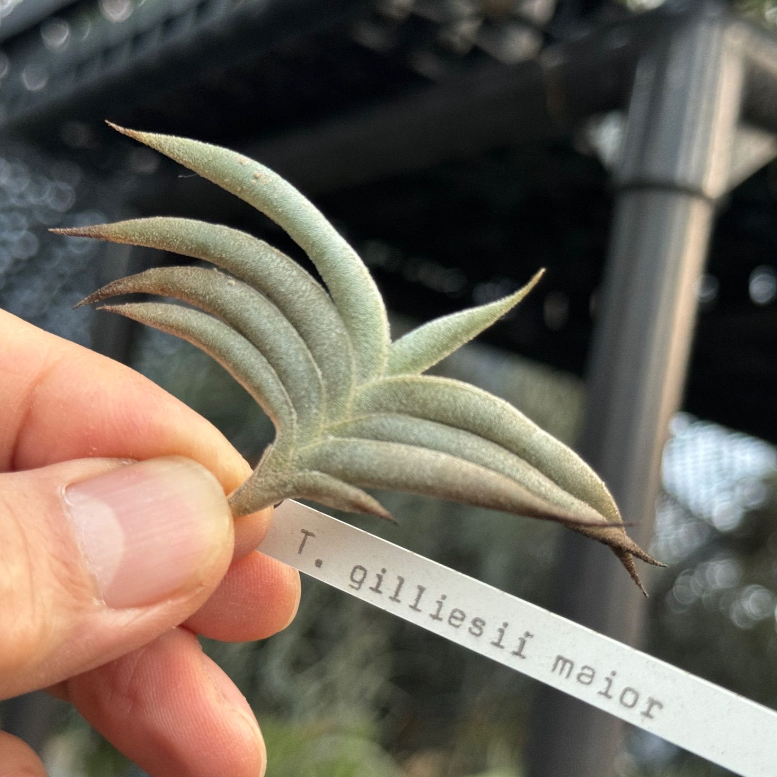 HR＊チランジア ギリエシー マイオール Tillandsia gilliesii fa. maior＊エアプランツ＠フラワーショップ江口 - メルカリ