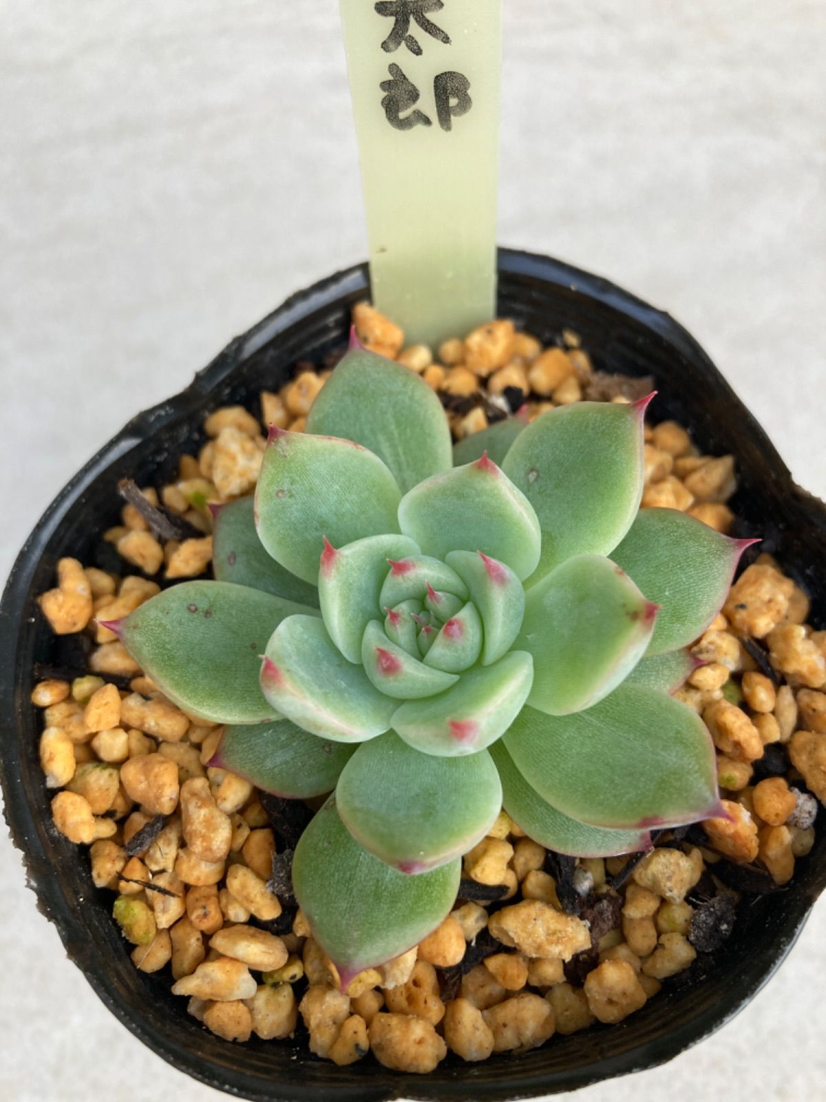 多肉植物 エケベリア 桃太郎 抜き苗 ❁⃘*.゜ - 植物/観葉植物