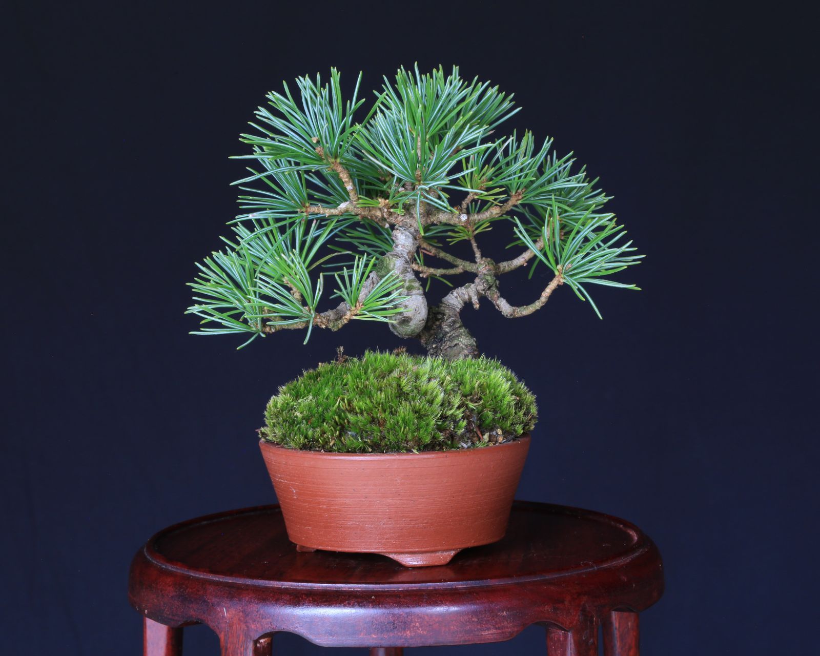 那須五葉松 実生 ミニ盆栽 泰寿園 Online 現品 盆栽 松柏 室内 鑑賞 趣味 卓上盆栽 盆栽鉢 グリーン 和 ギフト プレゼント 贈答品 ミニ盆栽 誕生日 母の日 父の日 敬老の日 記念日 お祝い 5