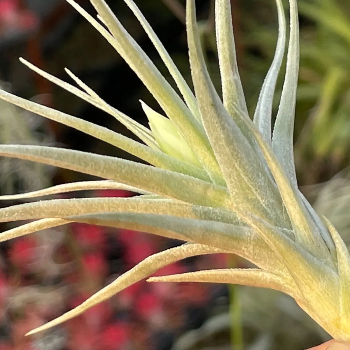 花芽＊チランジア アエラントス アルバ (白花)Tillandsia aeranthos var. alba＠フラワーショップ江口 - メルカリ