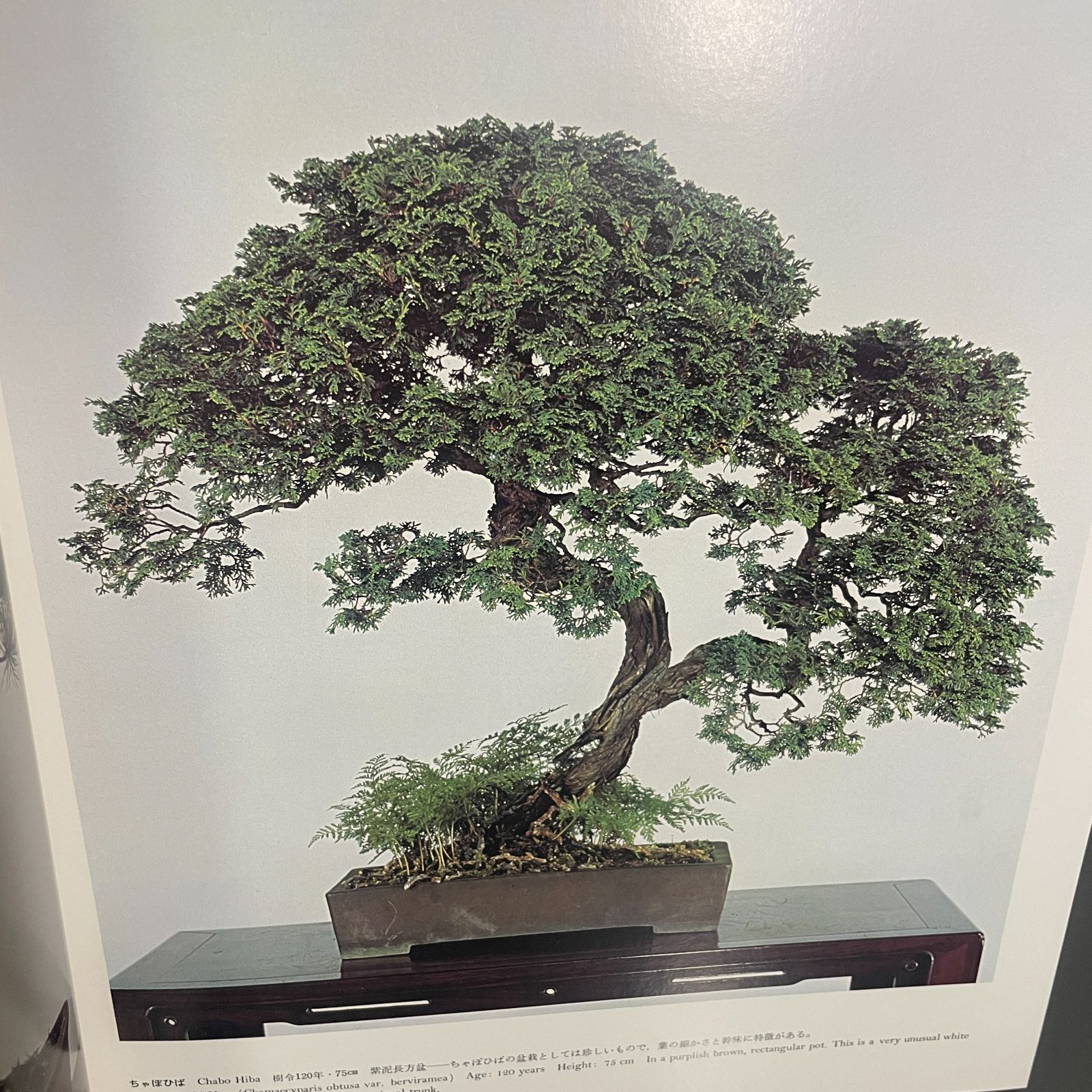 皇居の盆栽 THE IMPERIAL BONSAI OF JAPAN 大型商品》皇居の盆栽 THE IMPERIAL BONSAI OF JAPAN - メルカリ
