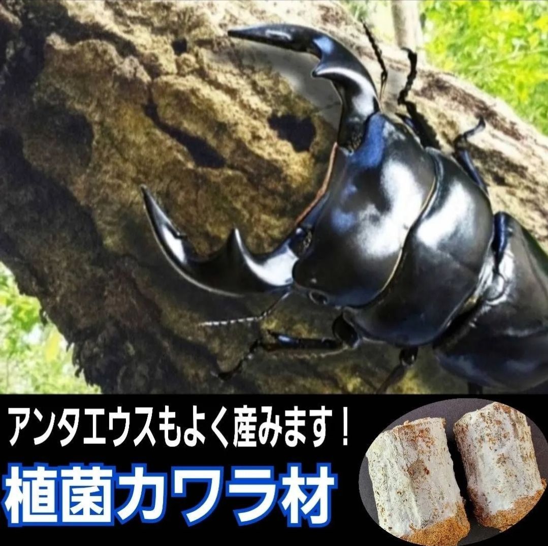 極上！植菌カワラ材【8本セット】クワガタの産卵にはコレが最強です
