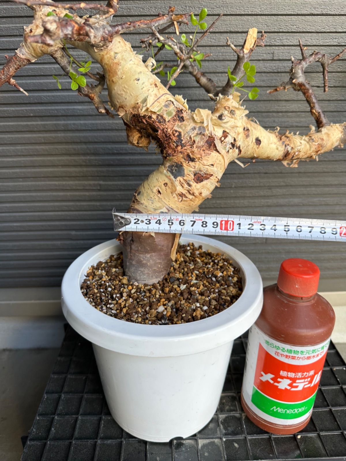 発根済】commiphora katafソマリア産 コミフォラ ピュア カタフ 灌木 