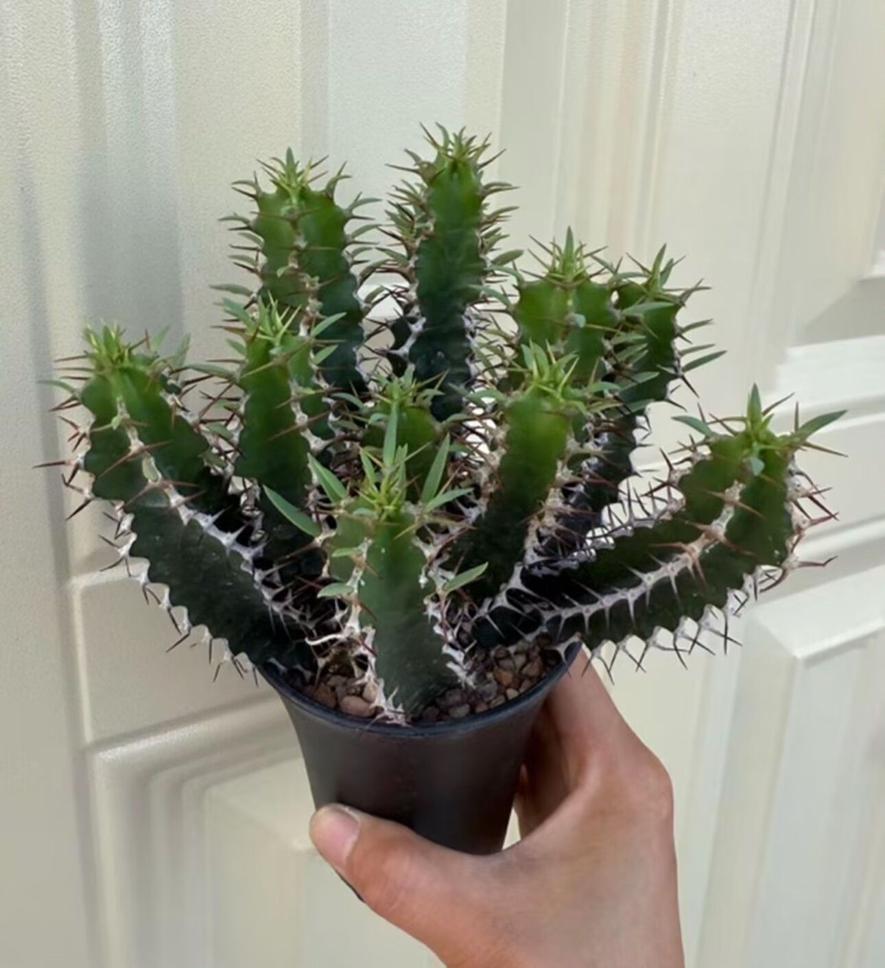 【塊根植物】ムランジーナ （実生） 塊根植物】ムランジーナ （実生） - メルカリ