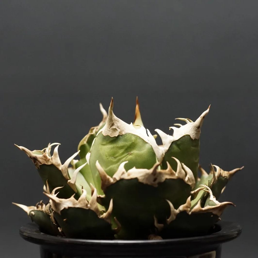 agave titanota アガベ チタノタ 【レッドキャットウィーズル agave titanota アガベ チタノタ 【レッドキャットウィーズル