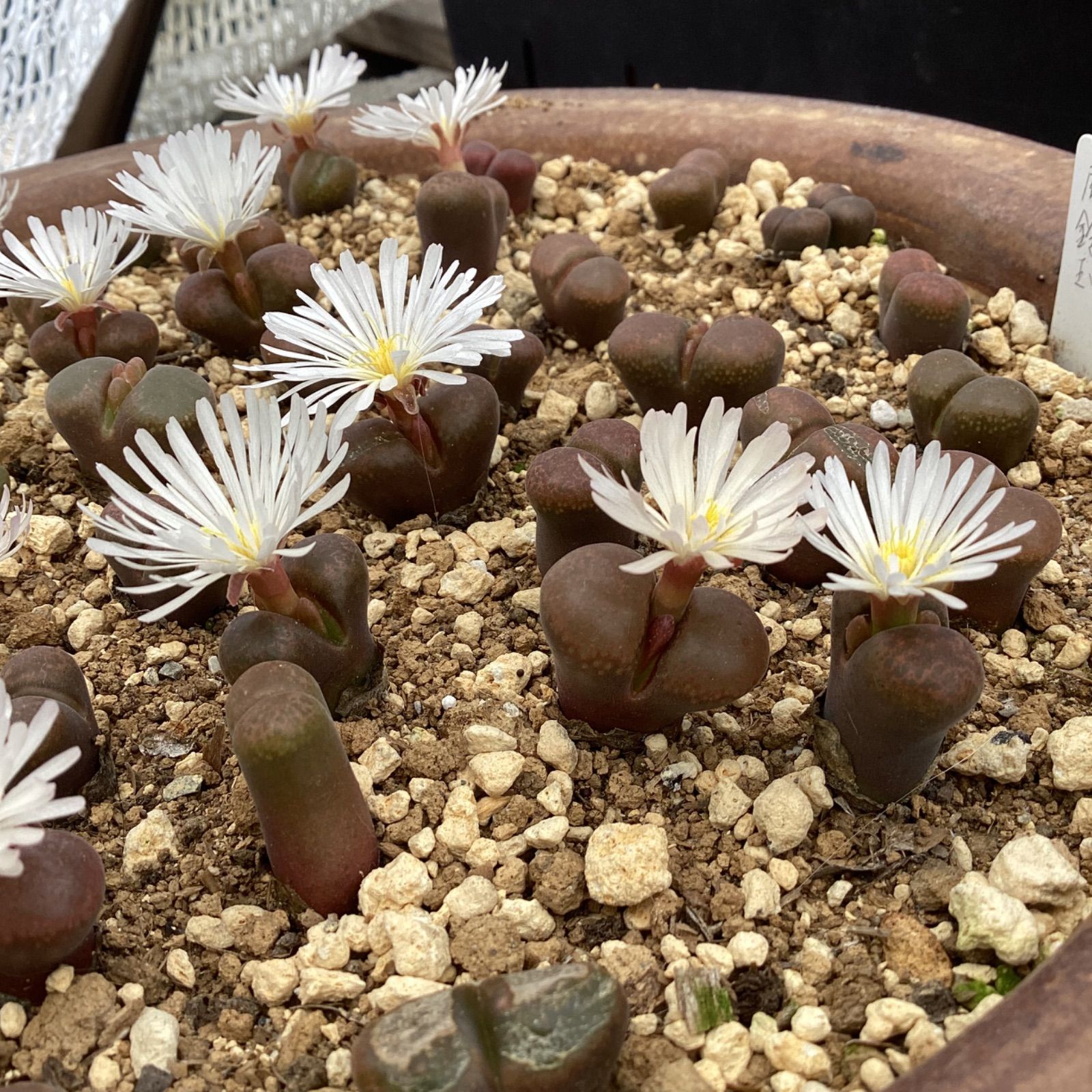 コノフィツム　種子　１００種類セット　各種１０粒ずつ コノフィツム 種子 100種類セット 各種10粒ずつ コノフィツム