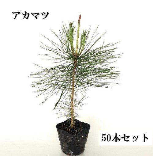 50本セット アカマツ樹高0.3m前後10.5cmポット