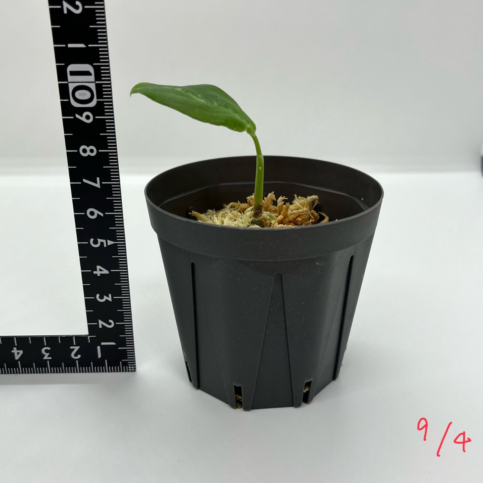 アグラオネマ ピクタム Aglaonema pictum ”P-00E” ［BEGO-S15/T2-YA2/f1］ 芋 - メルカリ