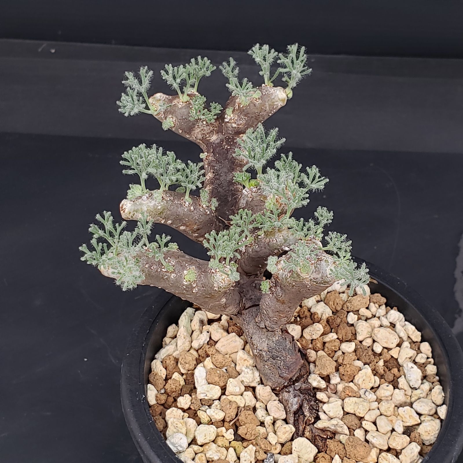 カ*ン様 モンソニア ムルチフィダ現地球 大株 発根済み 鉢ごと M641【自社養生株】モンソニア ムルチフィダ（現地球・発根株