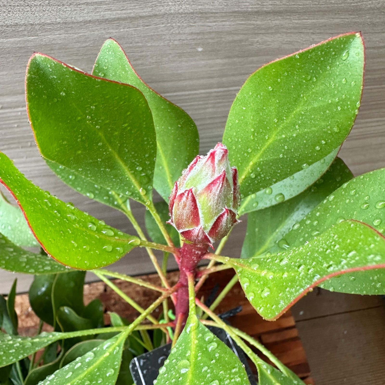 2本立ち】④ プロテア リトルプリンス 5号 現品 オージー