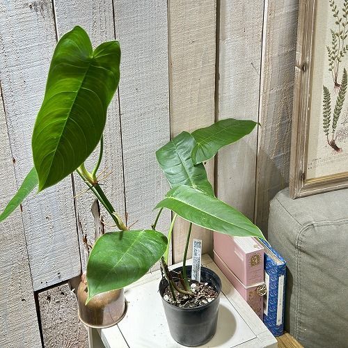 希少フィロデンドロン シャロニアエ Philodendron sharoniae