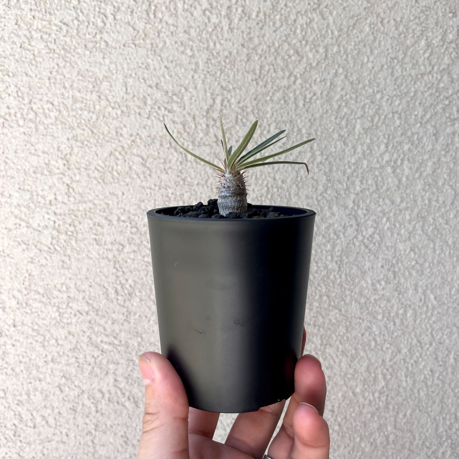 パキポディウム・グラキリス 実生株2年｜Pachypodium rosulatum