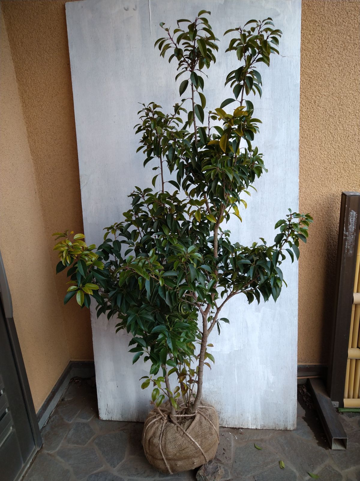 サクララン・ホヤ(観葉植物)の種類や品種リスト 200種以上のINDEX(レア