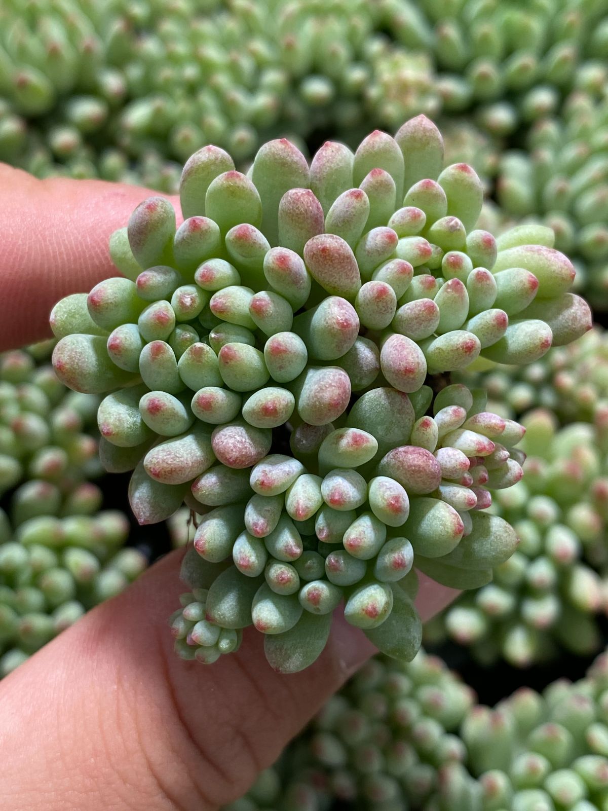 新入荷 花火 ZM313×105苗 土付き 多肉植物 詰め合わせ エケベリア サボテン 韓国苗